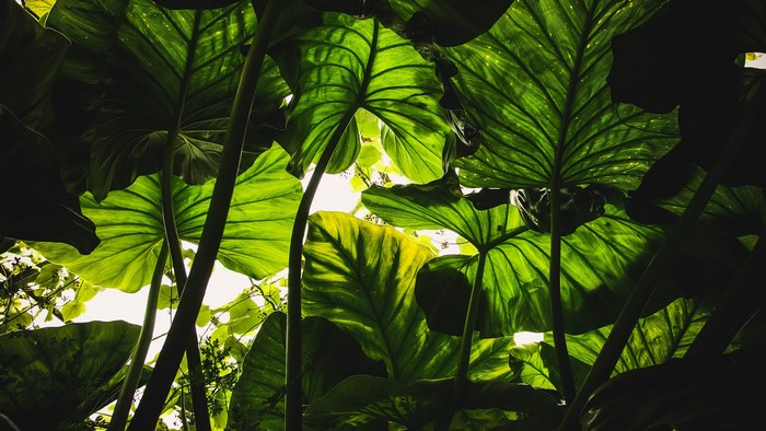 Worm's eye view of lush green plants