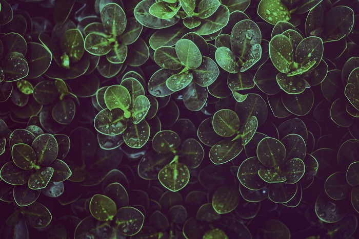 Dark green leaves with water drops