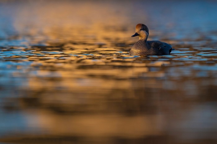A Gadwall duck swims on rippling water at sunset