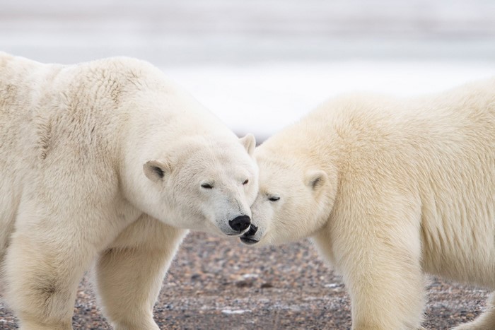 Two polar bears nuzzling each other