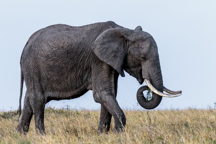 African elephant walking in dry grass