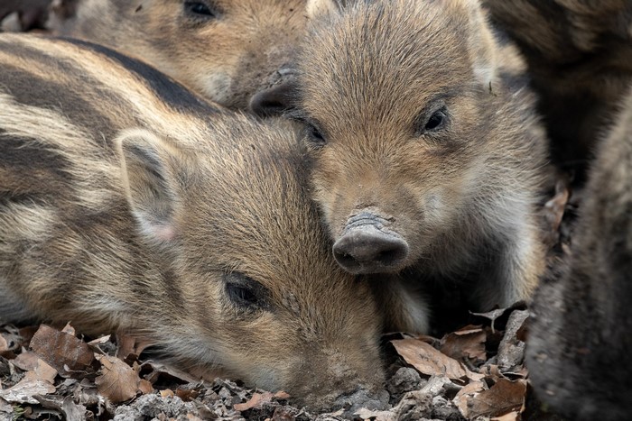 Group of wild boar piglets huddled together