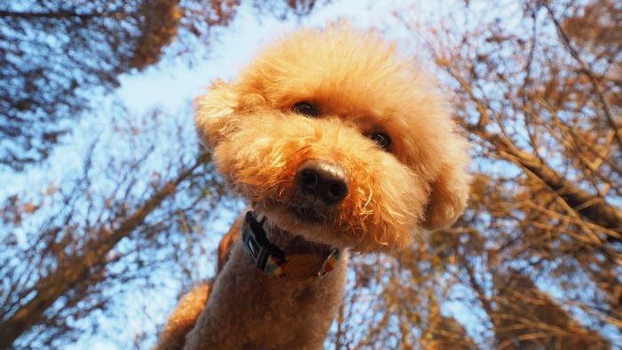 A toy poodle looks up at the camera from a low angle.