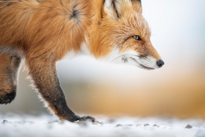 Red fox walking in the snow