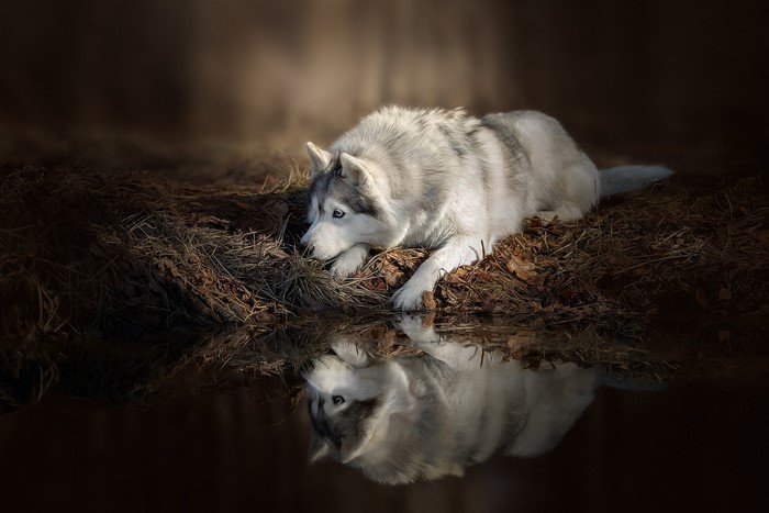Husky dog looking at its reflection in water