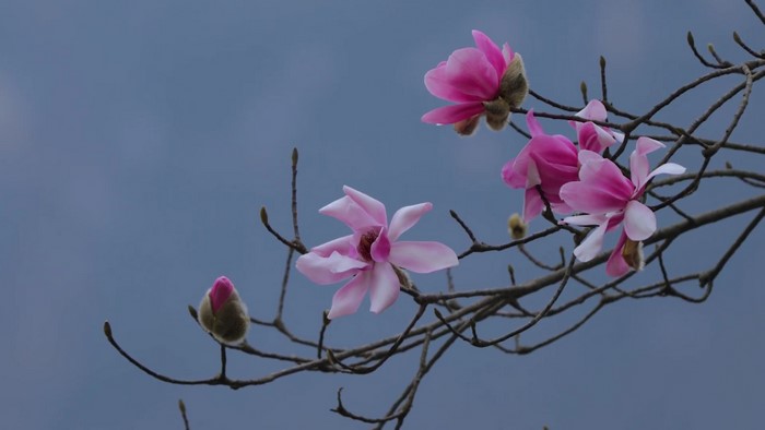 Pink Magnolia flowers on a tree branch against a blue sky