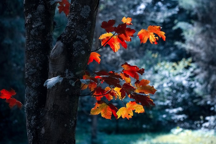 Autumn leaves on a tree trunk in a forest
