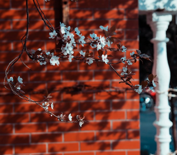White flowers on branches against brick wall