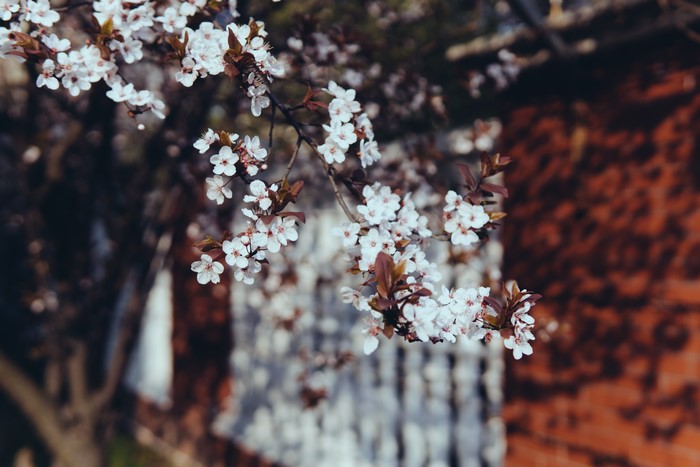 White cherry blossoms on branches