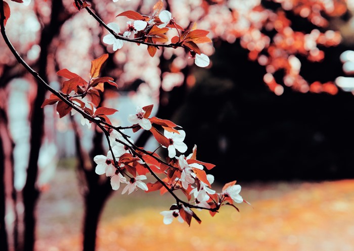 4K Cherry Blossoms on Twigs with Bokeh