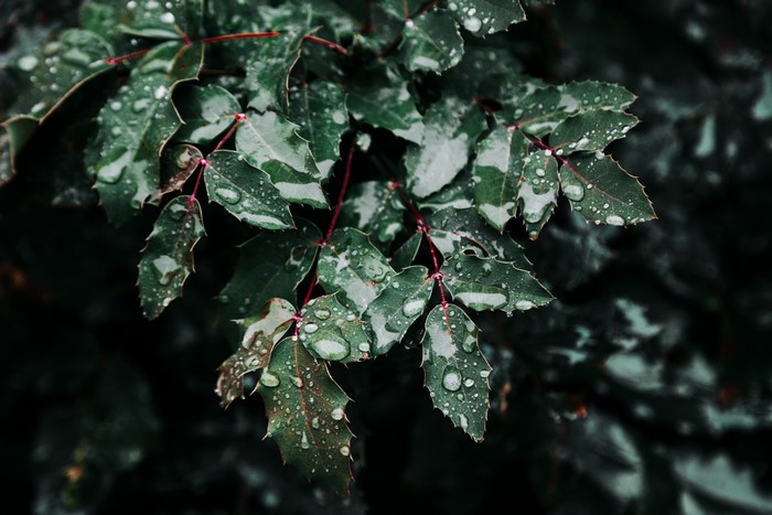 Close-up of wet green leaves with water droplets