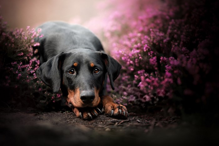 Black and tan dog lying down near pink flowers