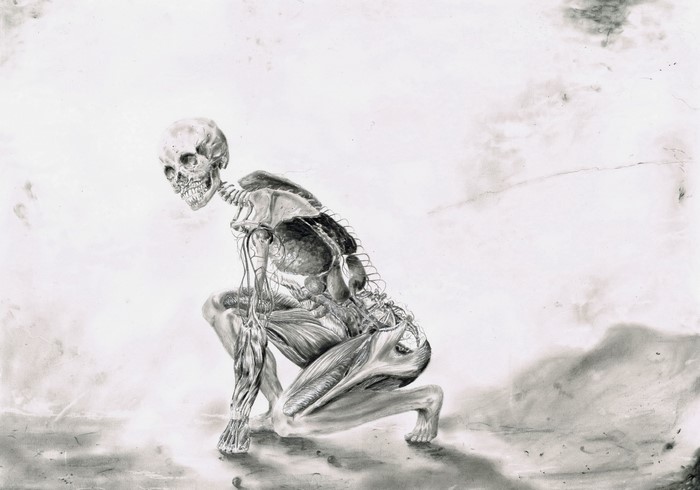 Anatomical drawing of a skeleton and muscles