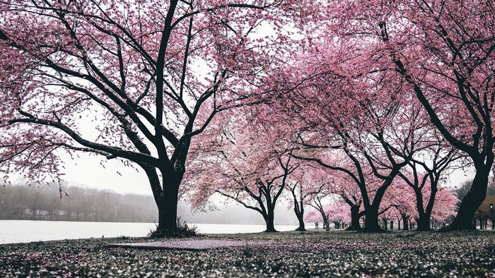 Cherry blossom trees in bloom by a lake