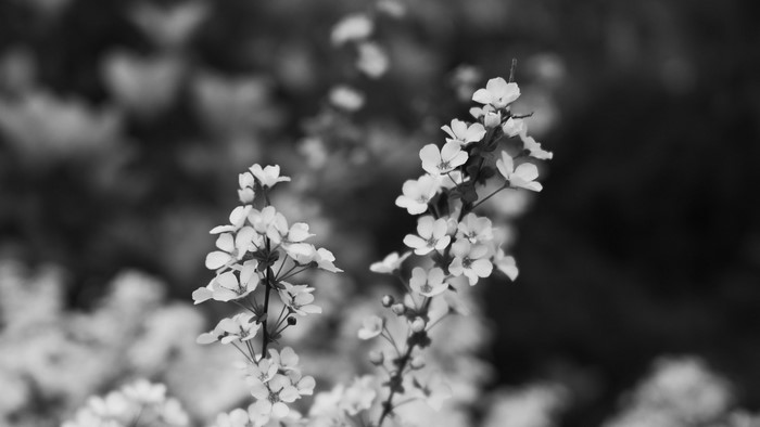 Monochrome close-up of delicate white flowers on branches