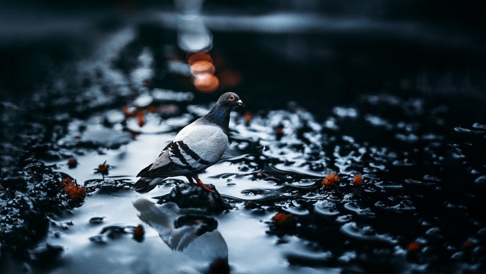 A pigeon stands on a rock in wet ground with reflections