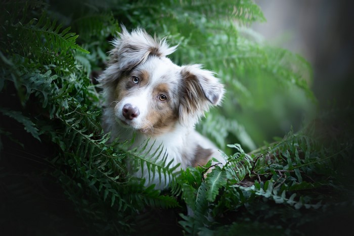 A young Australian Shepherd dog peeking through ferns