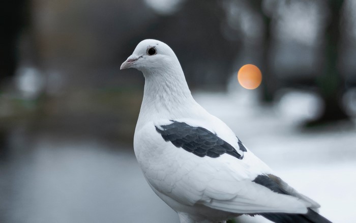 4K white pigeon with black markings