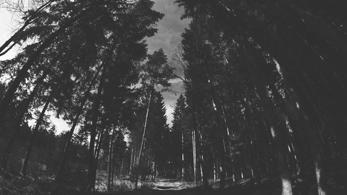 Monochrome forest with tall trees and a path