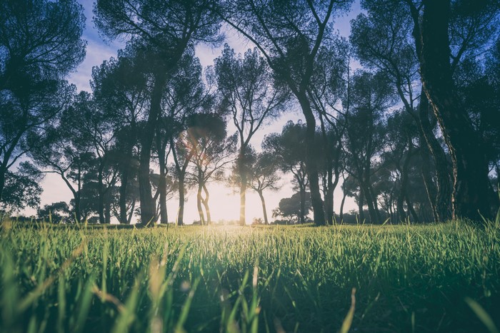 Sunlight filtering through trees in a grassy field