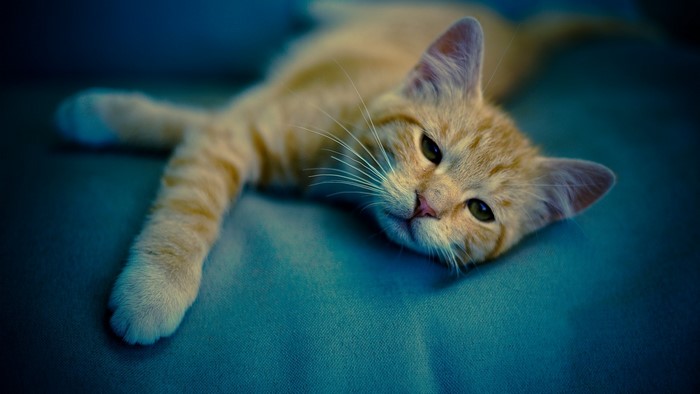Orange tabby kitten resting on a blue surface