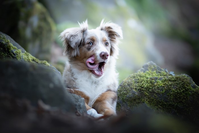 A dog with its tongue out in a forest