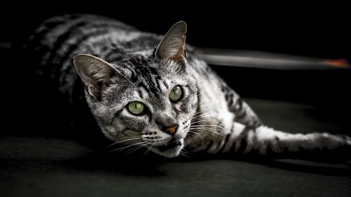 Close-up of a tabby cat with green eyes