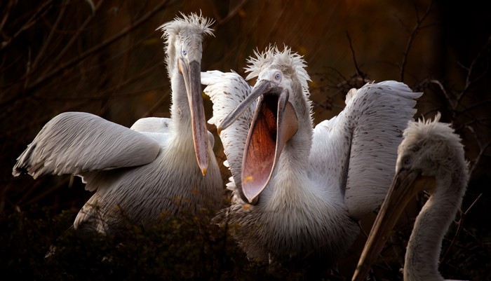 Three pelicans with open beaks in a dark forest