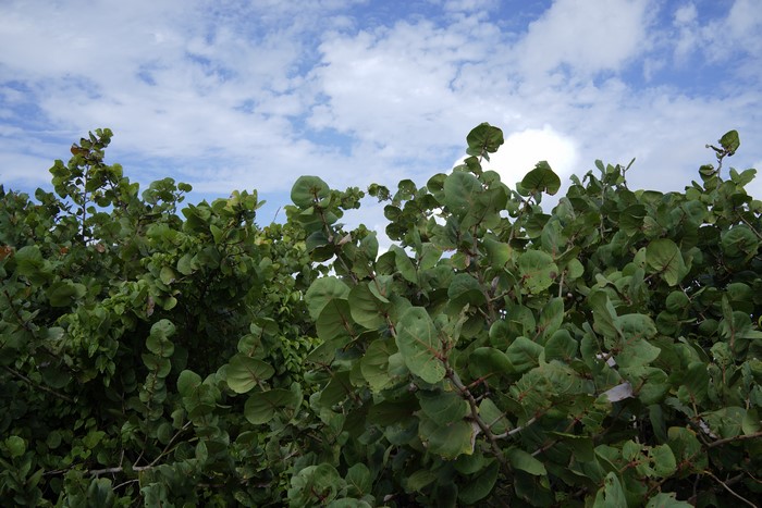 4K Jamaica Plants Nature