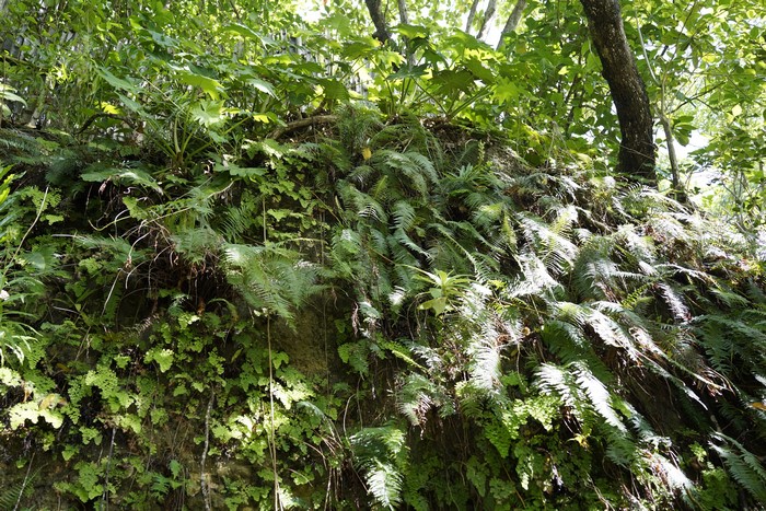 4K plants in a jungle in Jamaica