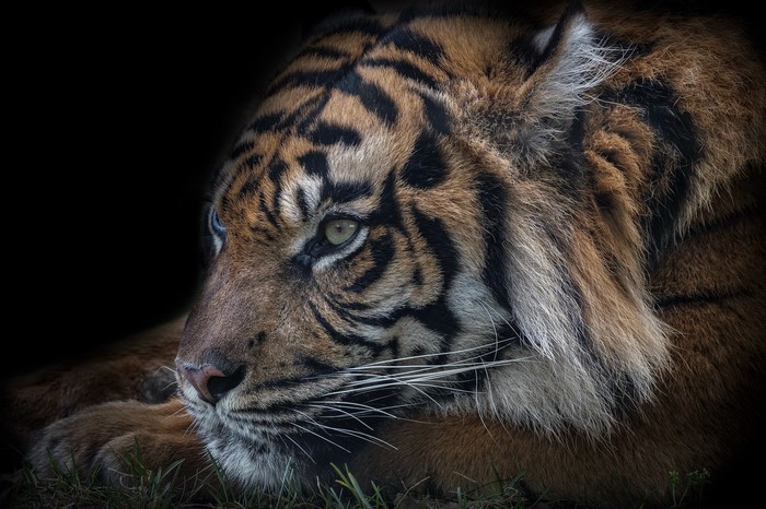 Close-up of a tiger's face