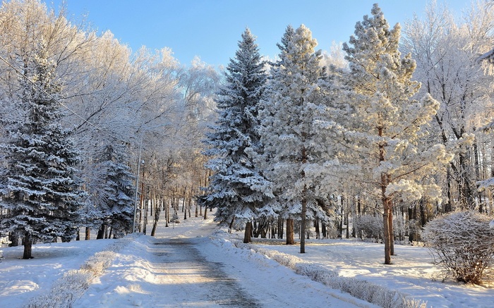 Snow-covered trees and a path in a winter park