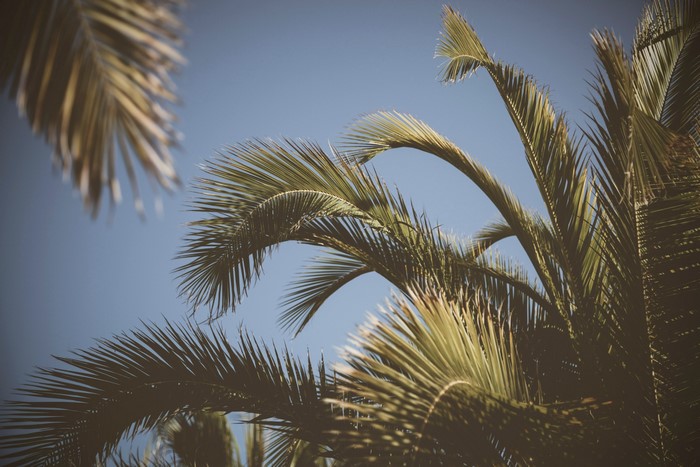 Palm trees against a clear blue sky