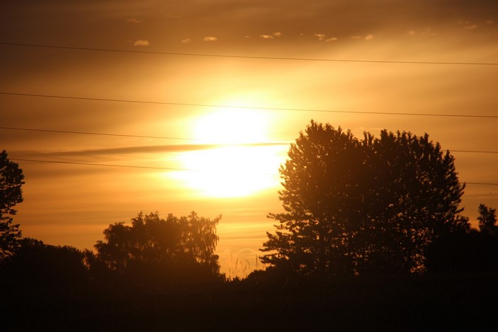 Sunset over trees with power lines