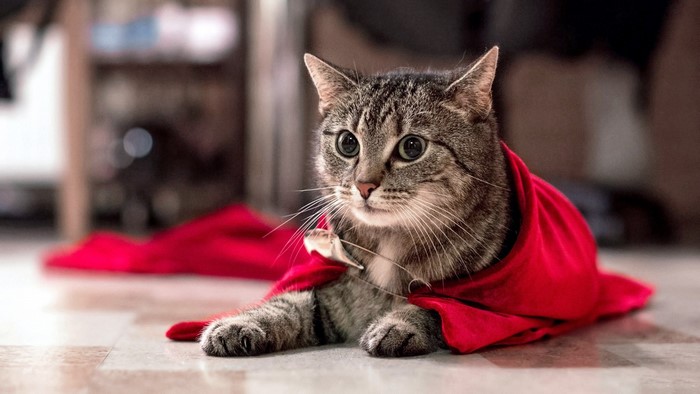 Tabby cat wearing a red cape