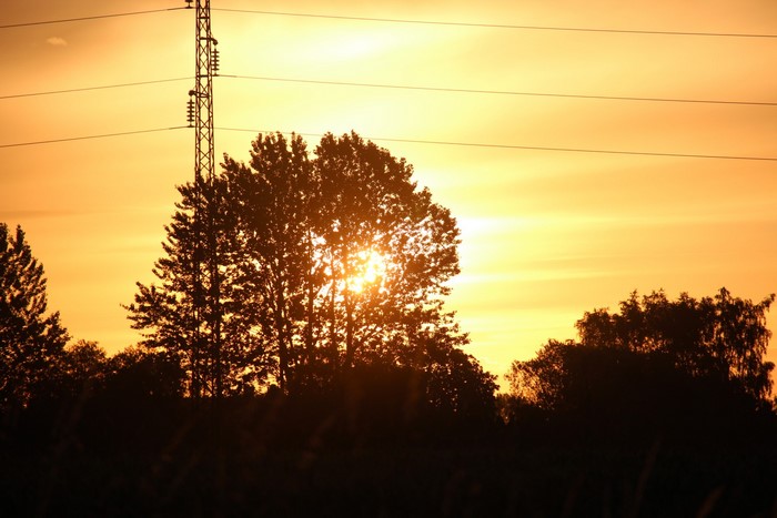Power lines and trees at sunset in Denmark