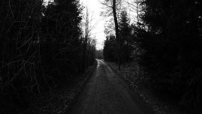 4K dark forest road monochrome