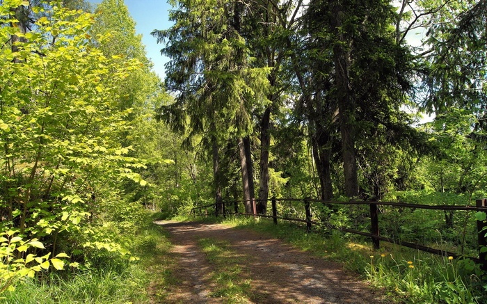 Dirt path through a sunlit forest with a wooden fence