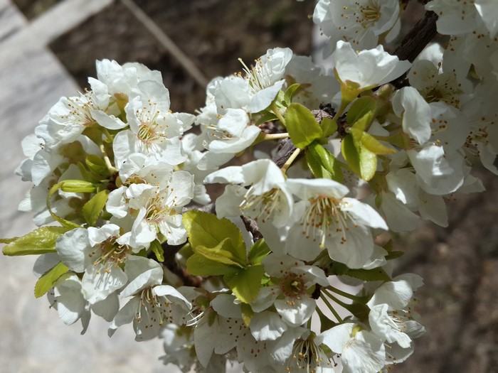 White flowers on a branch