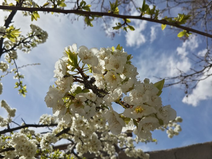 White flowers on branches against a blue sky