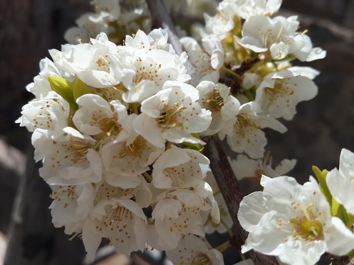 4K white flowers on a branch