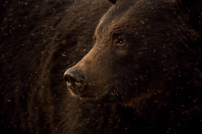 Close-up of a brown bear's face