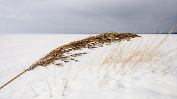 Dry reeds in the snow under a cloudy sky