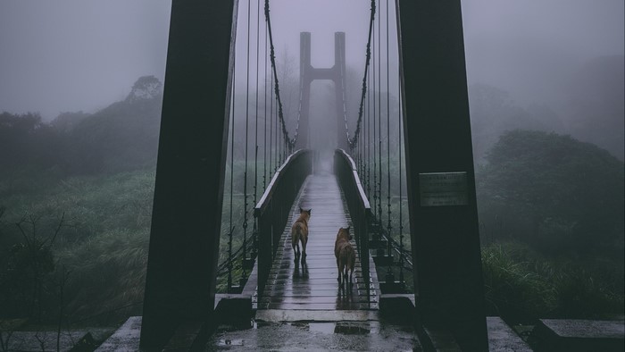 Two dogs on a wet suspension bridge in the mist