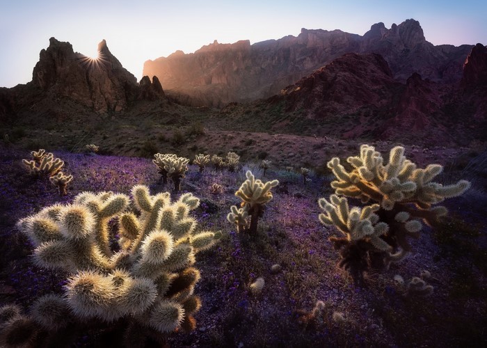 Sunrise over desert landscape with cholla cacti and purple flowers