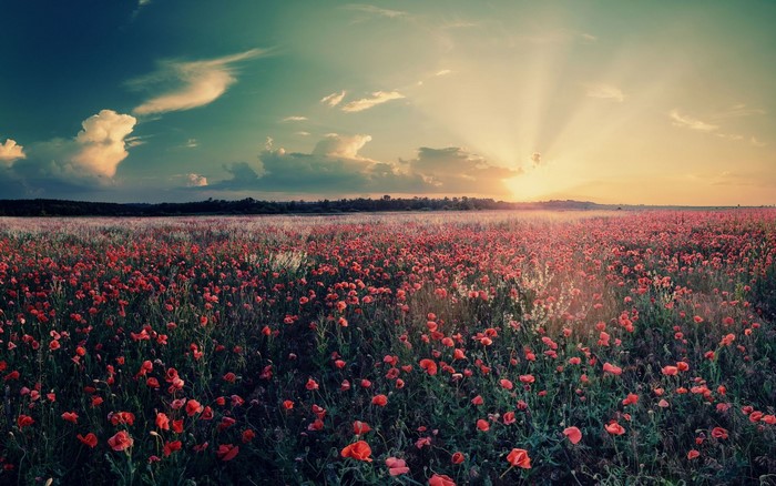 Field of poppies at sunset with sun rays