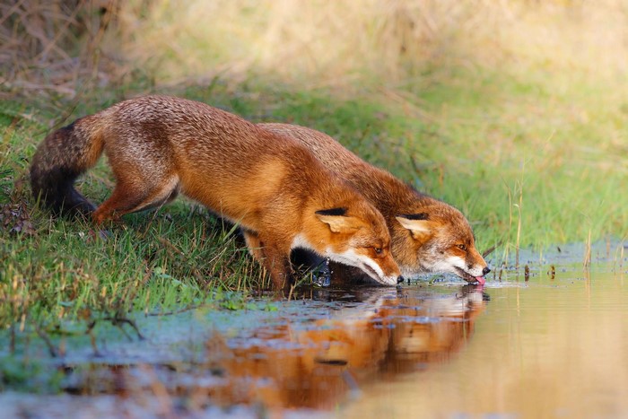 Two foxes drinking water from a stream