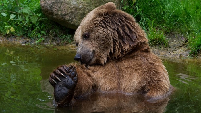 Brown bear sitting in murky water with sharp claws