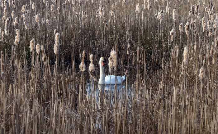 A white swan swims in a reedy marsh