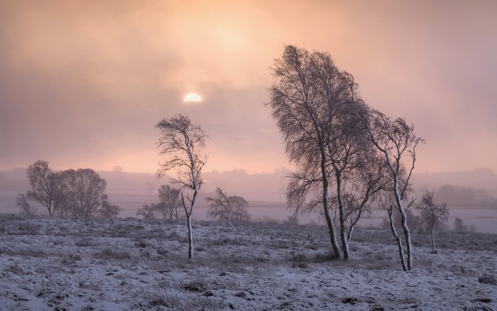 Winter landscape with snow-covered ground and bare trees at sunrise